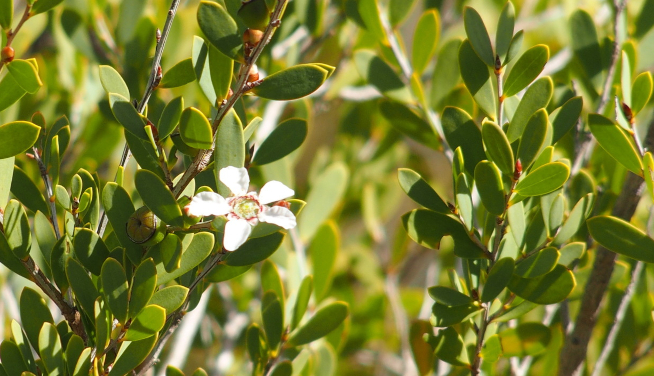 Leaves