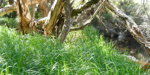 Glyceria maxima (DBCA)