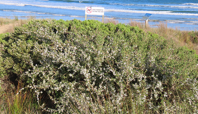 Plant near beach