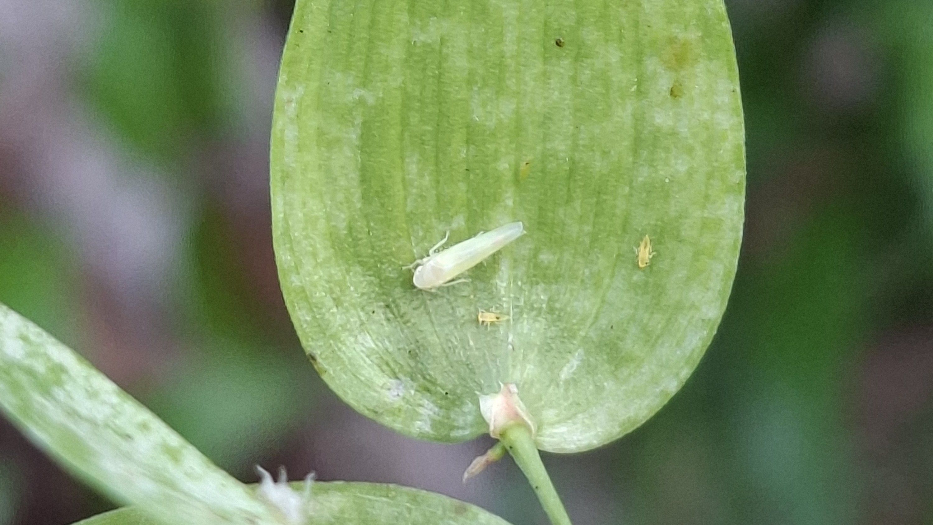 Leafhopper (Zygina sp.) on bridal creeper leaf