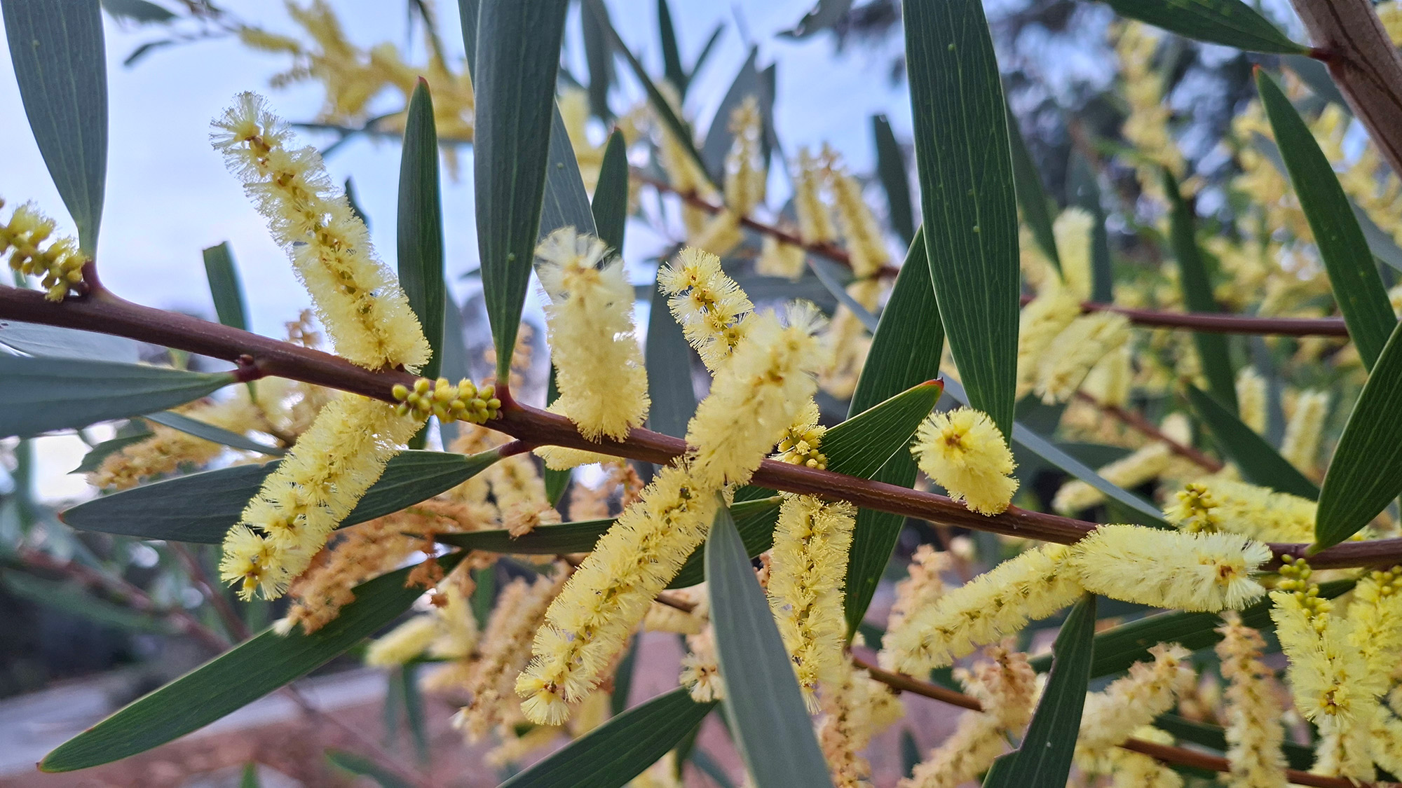 Sydney golden wattle branch with flowers and leaves.