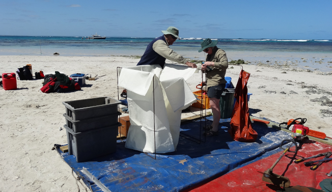 Boxthorn beach workstation