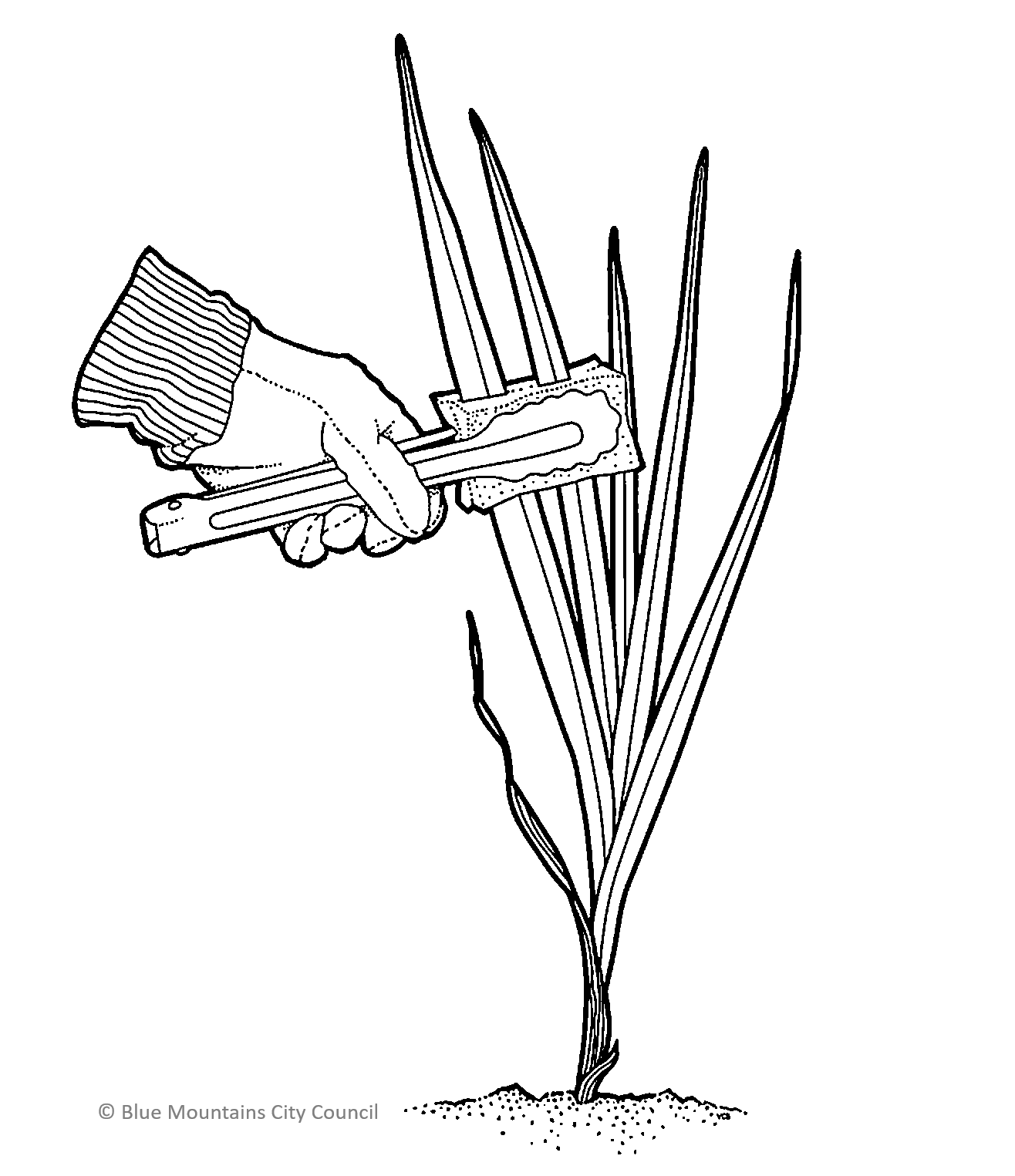Wick wiping illustration from Blue Mountains City Council weed website