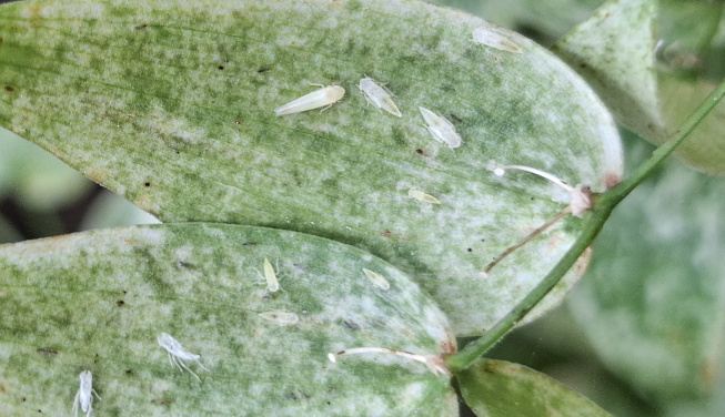 leafhopper