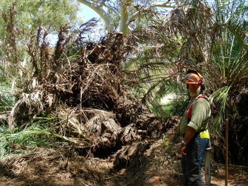 Felling date palm in the Pilbara. DBCA