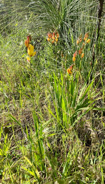 Ixia sp in Kings Park iNaturalist ©silverydragon, Published on iNaturalist