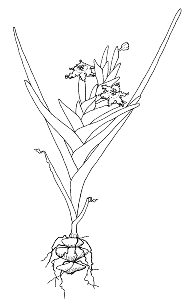 Illustration of entire black flag plant by Libby Sandiford