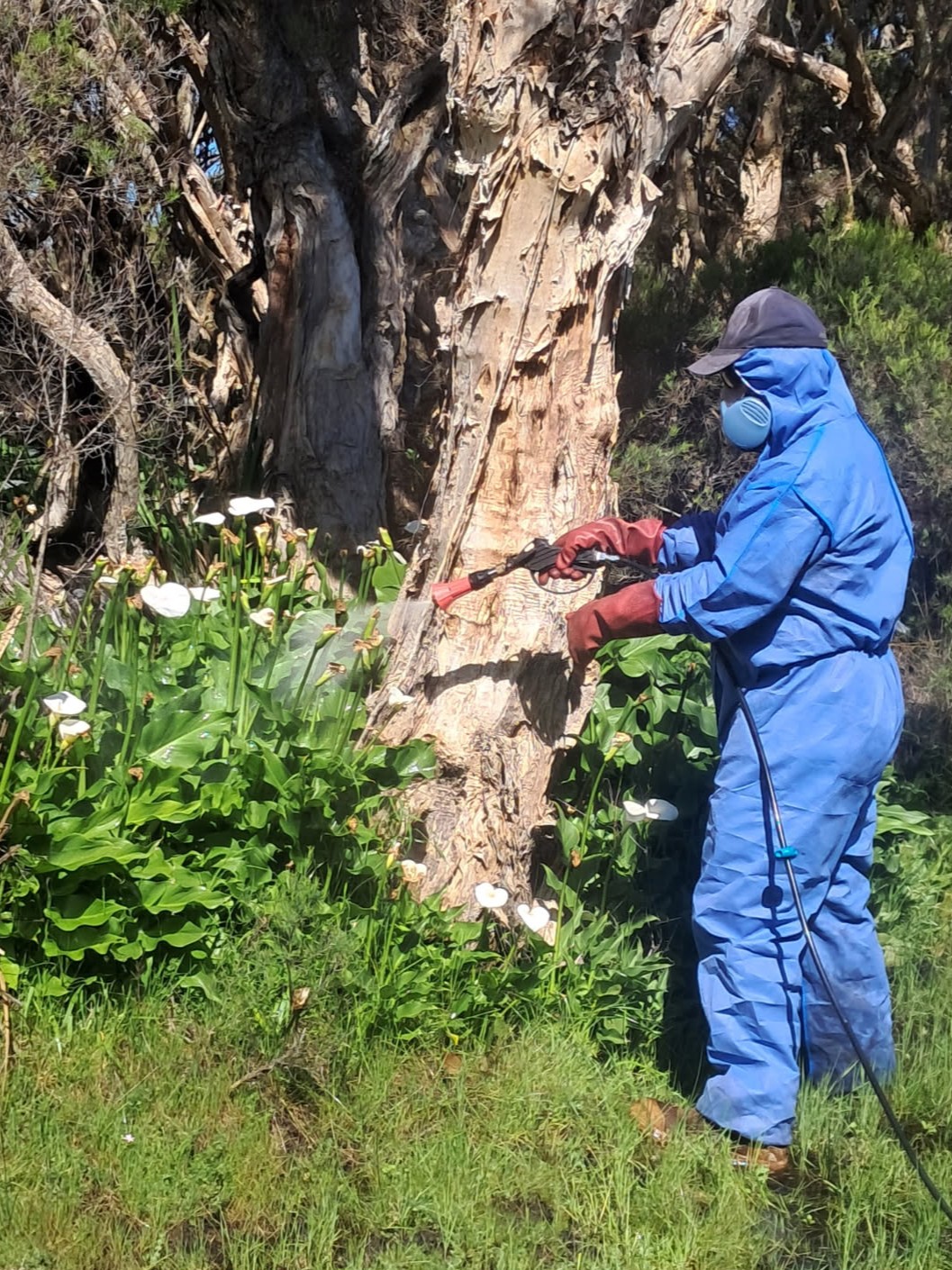 DBCA staff spraying arum lily in full PPE