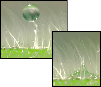 Water droplet on leaf hair vs. incorporated