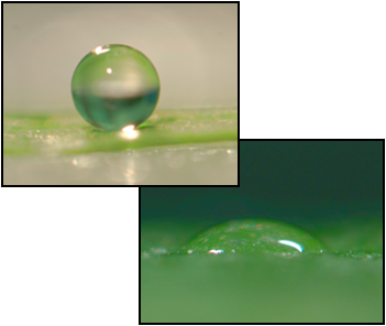 Water droplet bead vs. spread on leaf surface