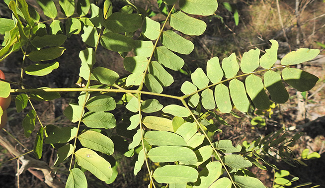 Indian Siris leaves close up © Scott W. Gavins