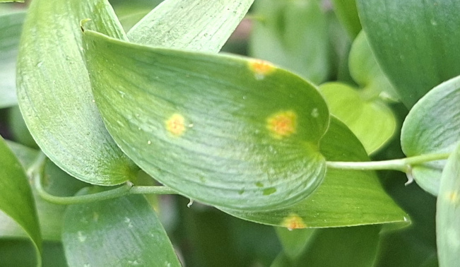rust fungus