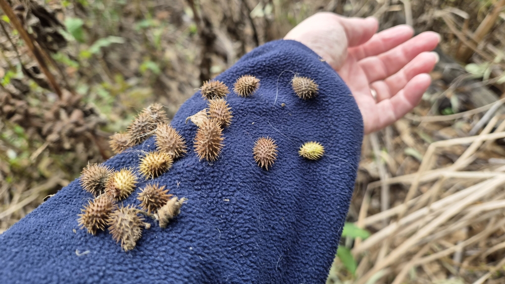 Noogoora burr seedpods attached to clothing.
