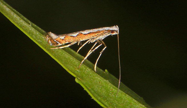 Echium leaf-mining moth (Dialectica scalariella) © insectid