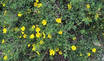 Hibbertia hypericoides flowering plant © t_carnifex