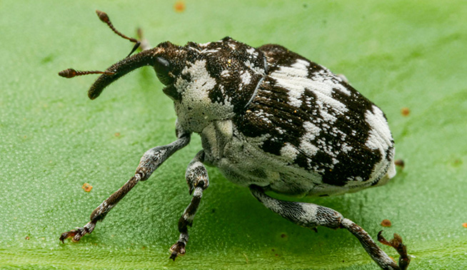 Paterson's Curse Crown Weevil (Mogulones larvatus) © Gunter Maywald