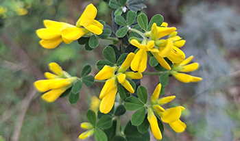 Montpellier broom flowers. DBCA