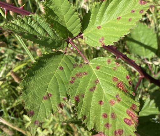 Blackberry rust