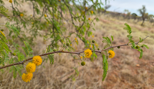 Mimosa bush flower and foliage close up © Vicki Webb 